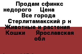 Продам сфинкс недорого  › Цена ­ 1 000 - Все города, Стерлитамакский р-н Животные и растения » Кошки   . Ярославская обл.
